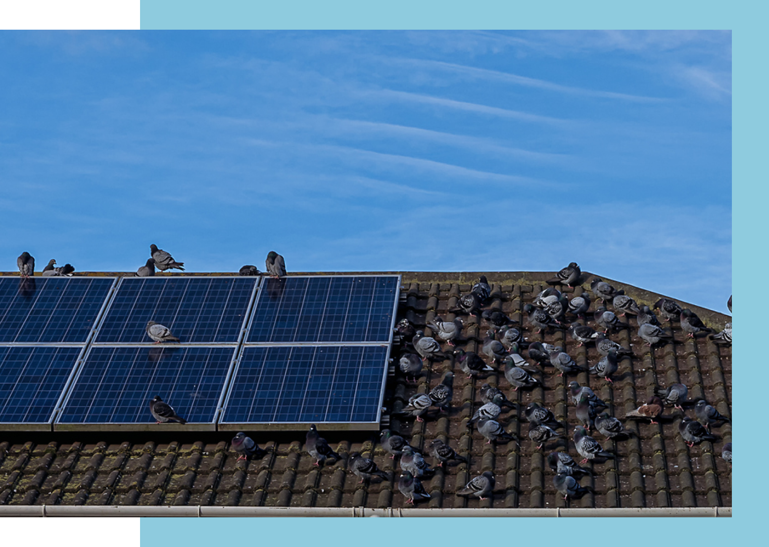 birdBanner Pigeons on Solar Panel