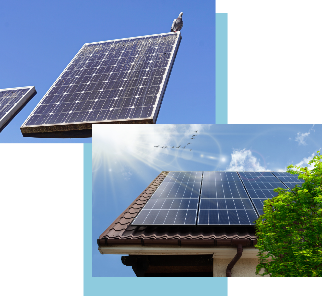 birdPV Pigeons on Solar Panel