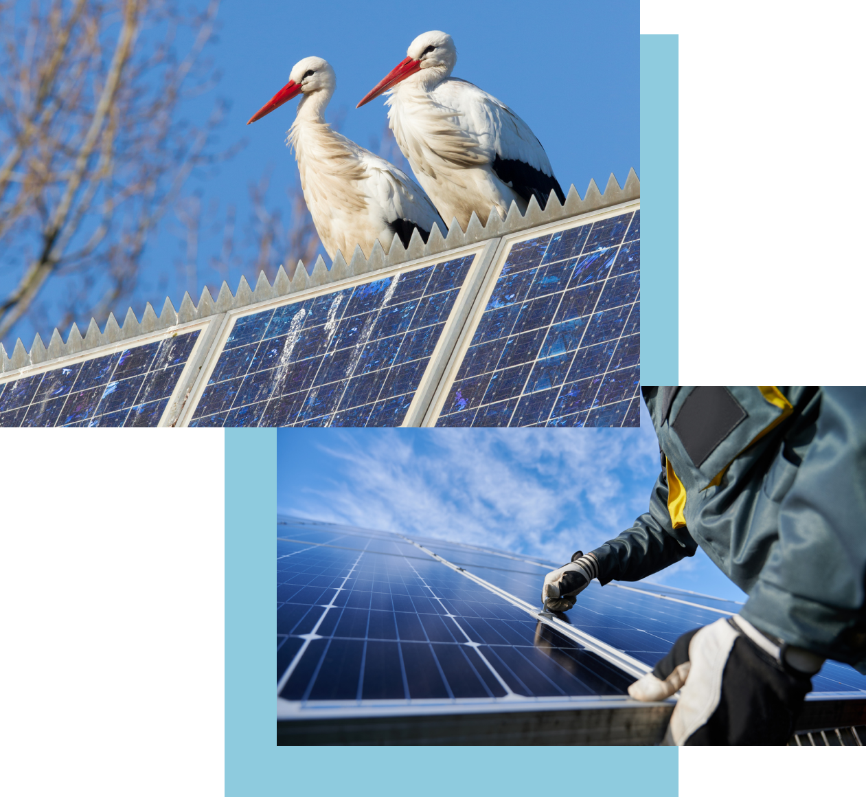 birdPV2 Cranes on Solar Panel