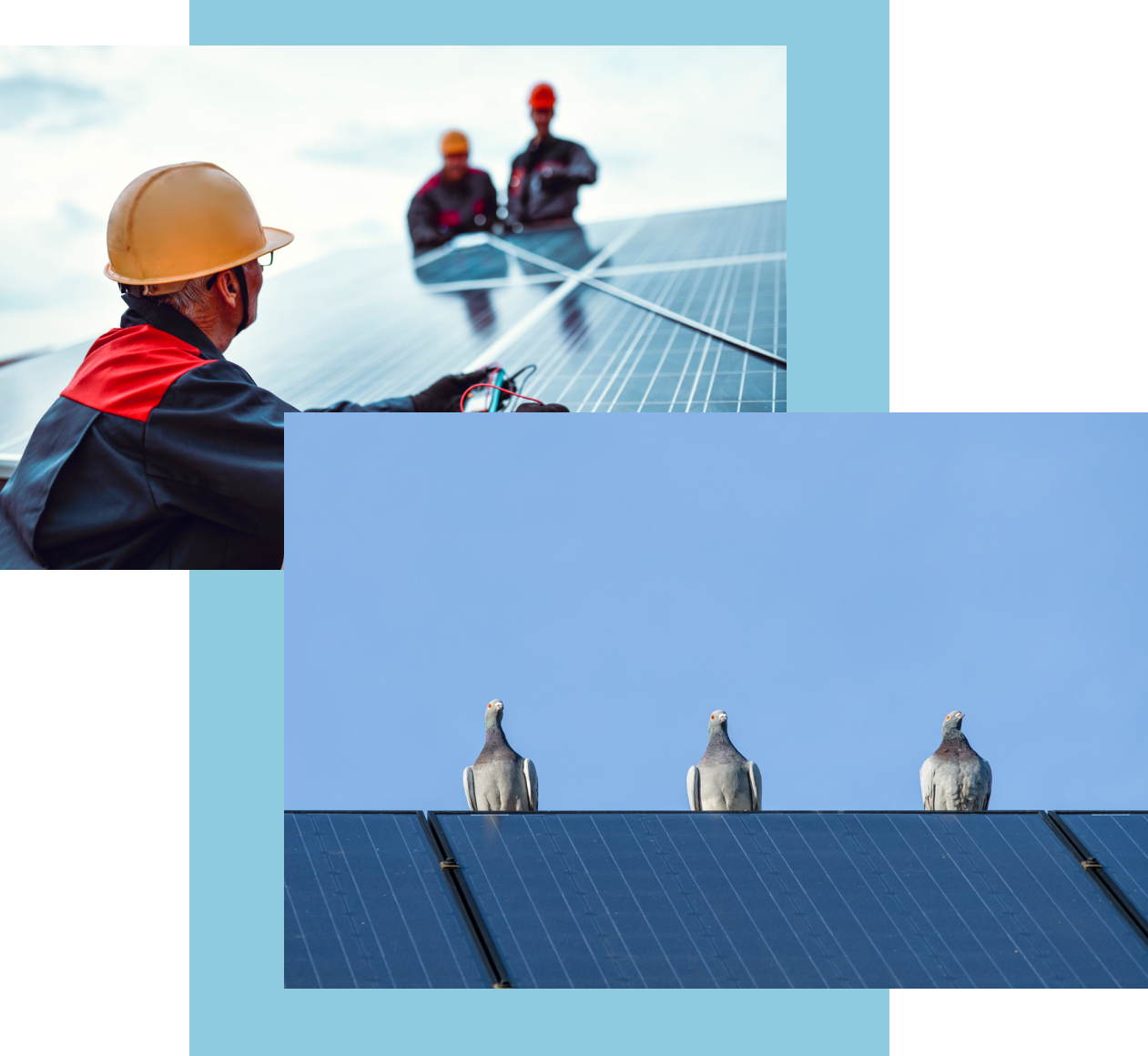 birdPV3 Pigeons on Solar Panel